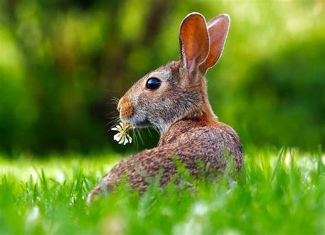 The Impact of Environment and Surroundings on Rabbit Pursuit Dream