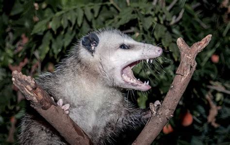 The Impact of Experiencing an Opossum's Aggression on Emotional Well-being