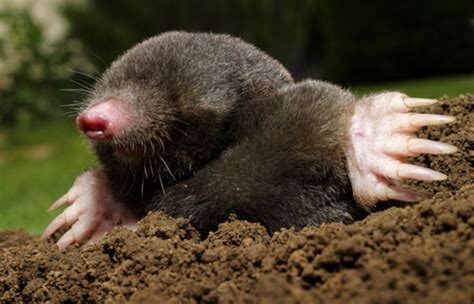 The Impact of Familiar Dream Symbols on Analyzing the Meaning of Ending the Life of a Mole