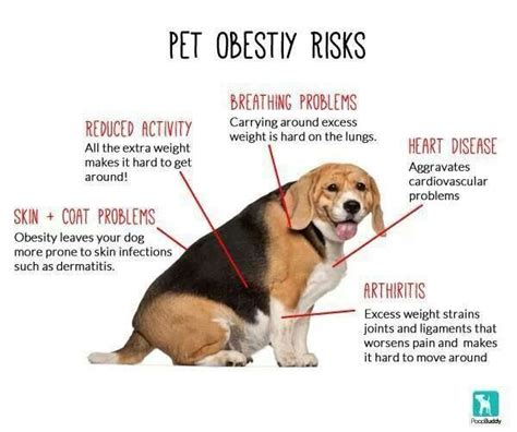 The Impact of Nutrition on Canine Obesity