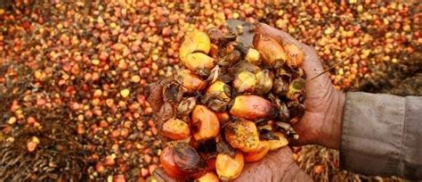 The Impact of Palm Kernel Cracking on the Environment