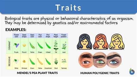 The Impact of Shared Physical Traits