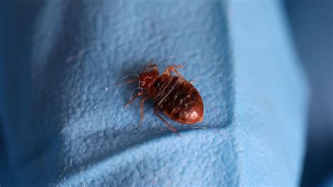 The Impact of Stress and Anxiety on Experiencing Bedbugs in Dreams