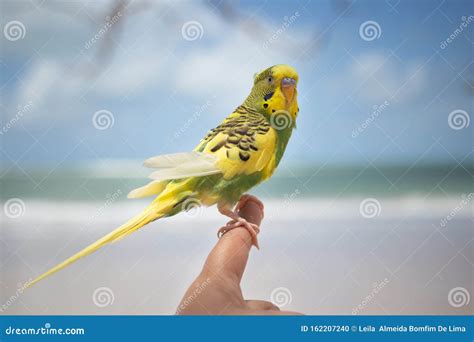 The Impact of a Bird Landing on Your Finger