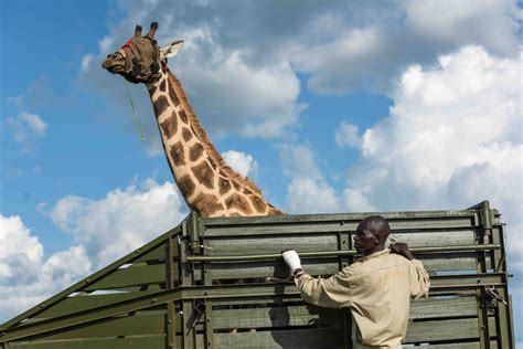 The Imperiled Titans: Environmental Measures to Safeguard the Future of Giraffes