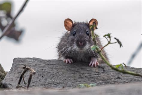 The Importance of Agile Rats in Ecosystems