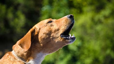 The Importance of Barking in Visionary Environments