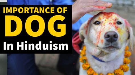 The Importance of Canines in the Hindu Faith