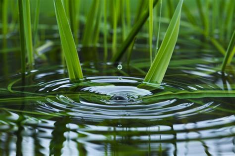 The Importance of Conservation: Preserving the Emerald Gem of Earth