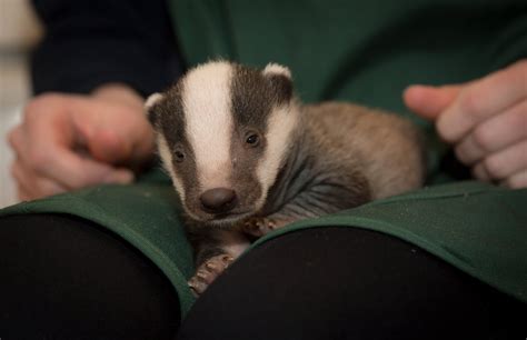 The Importance of Dreaming about Baby Badgers