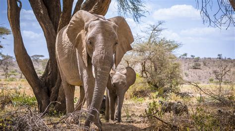 The Importance of Elephants in Various Cultures