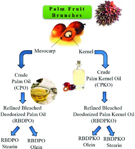 The Importance of Government Policies in Promoting Palm Kernel Processing