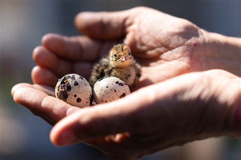 The Importance of Infant Quails in Dreams