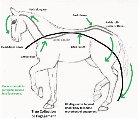 The Importance of the Equine as a Representation