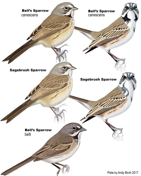 The Importance of the Sparrow's Size