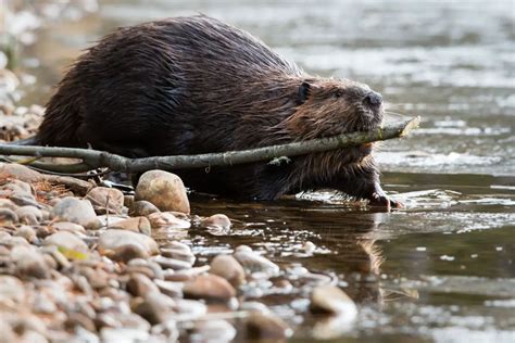 The Impressive Architectural Skills of Beavers and Their Meaning