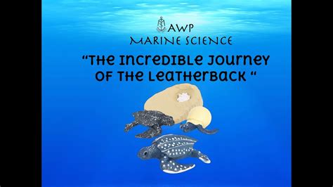 The Incredible Journey of Leatherback Turtles