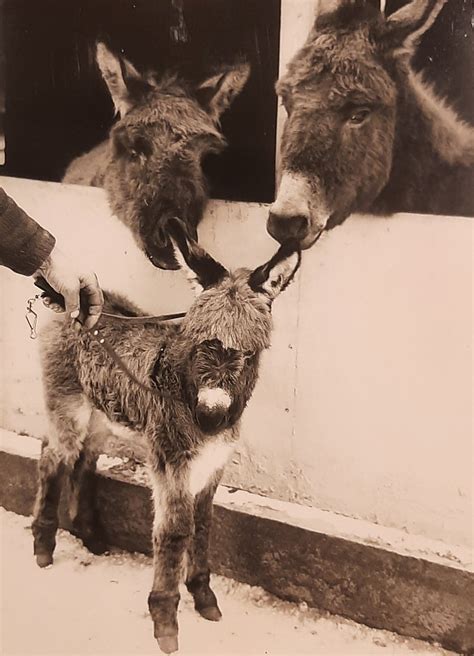 The Indispensable Role of Donkeys throughout History