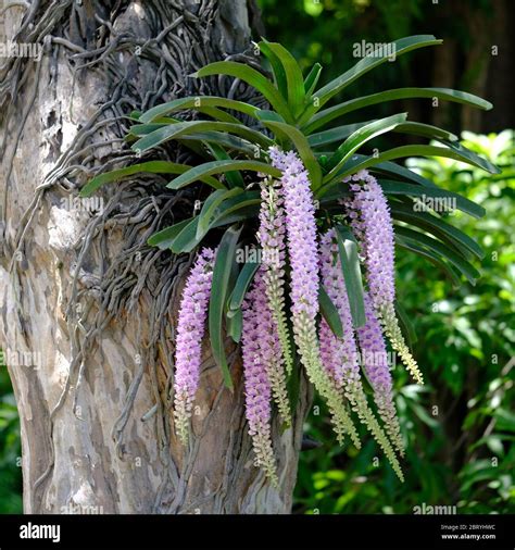 The Influence and Elegance of Blossoming Arboreal Plants