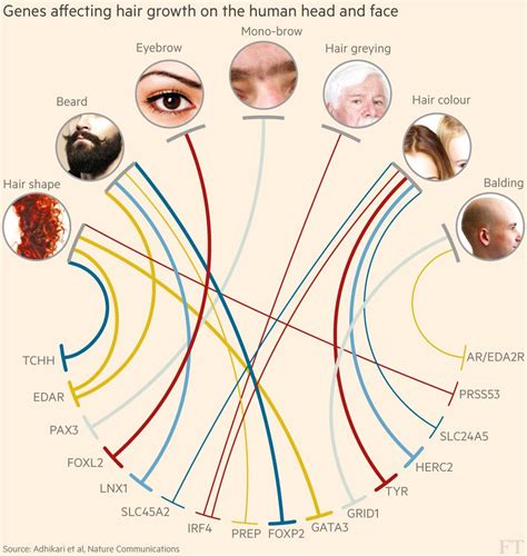 The Influence of Genetics: Can You Regulate Facial Hair Growth?