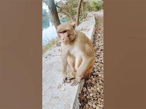 The Inquisitive Enigma of the Articulate Primate