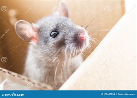 The Inquisitive Nature of the Tiny Grey Mouse