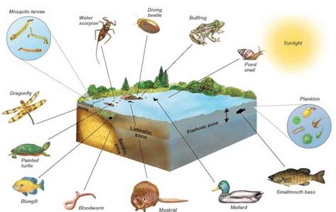 The Interconnection of Wildlife and Aquatic Environments