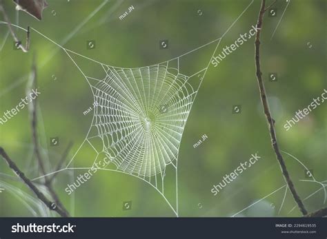 The Intricacy and Splendor of Gigantic Spider Silk Structures in Reveries: A Captivating Visual Delight