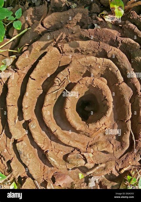 The Intricate Architecture of Ant Nests