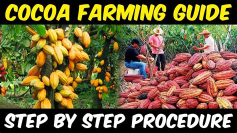 The Intricate Process of Cultivating and Gathering Cocoa Beans