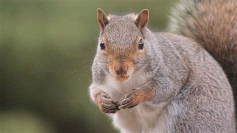 The Intricate Social Dynamics of Enormous Rodent Societies