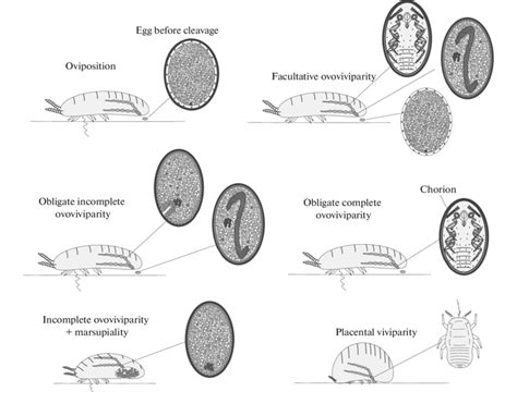 The Intrigue of Insect Offspring