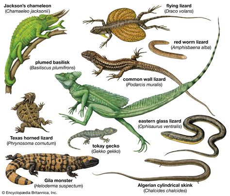 The Intriguing Allure of Lizards: A Journey into Ancient Symbolism