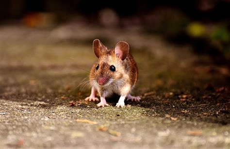 The Intriguing Behavior of Agile Mice