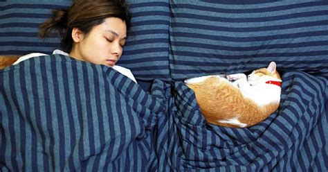 The Intriguing Connection Between Cat Sleep Antics and Real-Life Actions