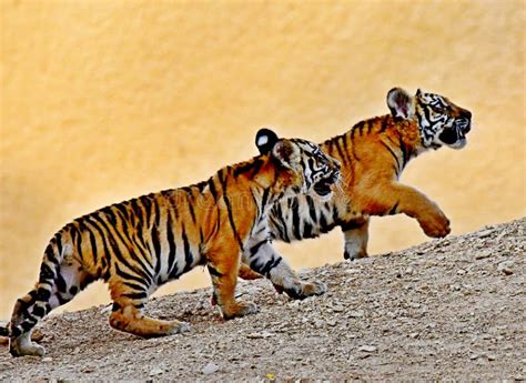 The Intriguing Development of Young Tigers