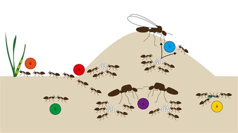 The Intriguing Division of Labor in the Microcosm of Ant Colonies