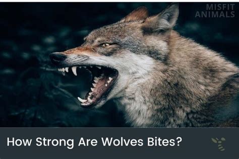 The Intriguing Experience of Wolf Bite