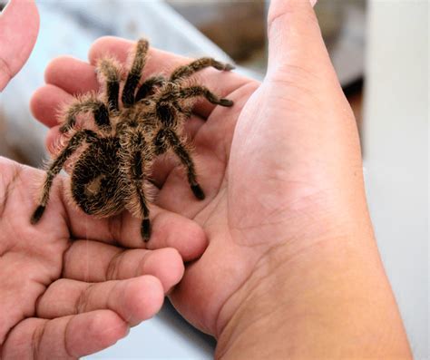 The Intriguing Interpretation of a Dream Depicting an Enormous Azure Arachnid