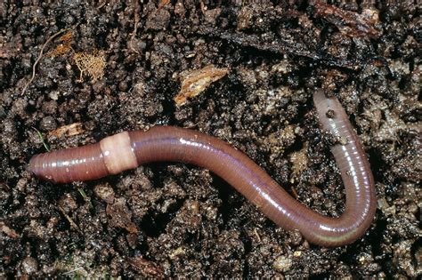 The Intriguing Origins of our Captivation with Earthworms