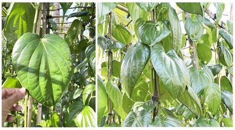 The Intriguing Realm of Betel Foliage Unveiled