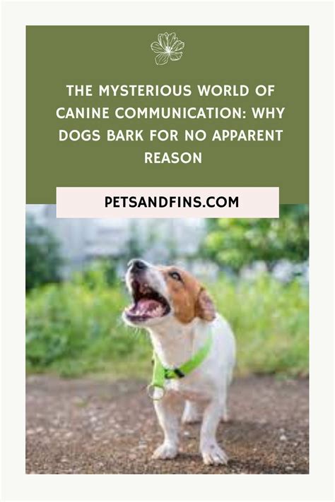 The Intriguing Realm of Canine Communication