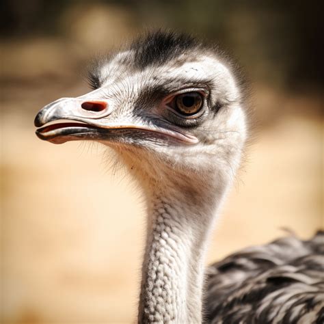 The Intriguing Realm of Petite Ostriches