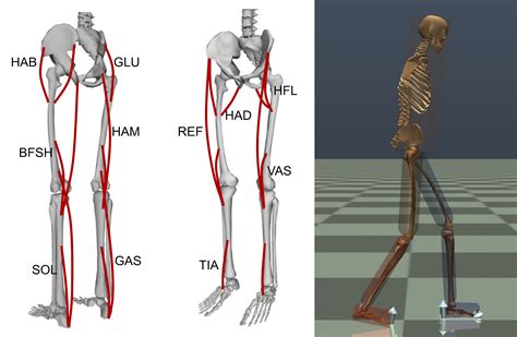 The Intriguing Science Behind Human Gait