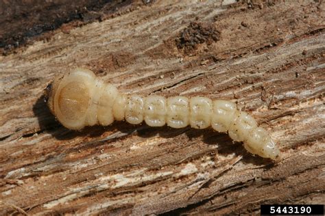 The Intriguing Symbolism Behind the Appearance of Verdant Larvae