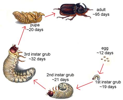 The Intriguing Universe of Rearing  Larvae: Experiencing the Allure of Bug Cultivation