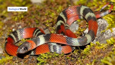 The Intriguing and Fascinating Coral Serpent