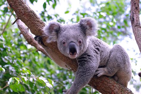 The Irresistible Allure of Young Koalas