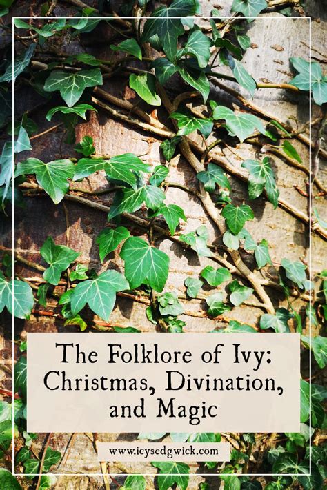 The Ivy plant in folklore and superstition