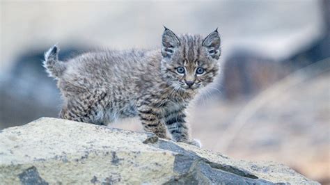 The Journey of Baby Bobcats: From Birth to Independence